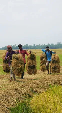 আকাশে কালো মেঘ দেখলেই আতংক বেড়ে যায় চাষীদের
