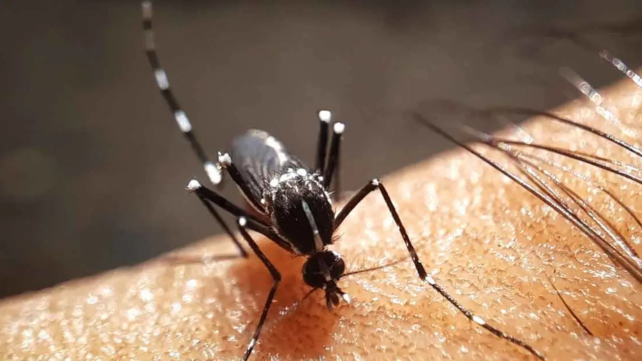 আরও ২৯১ ডেঙ্গু রোগী হাসপাতালে ভর্তি