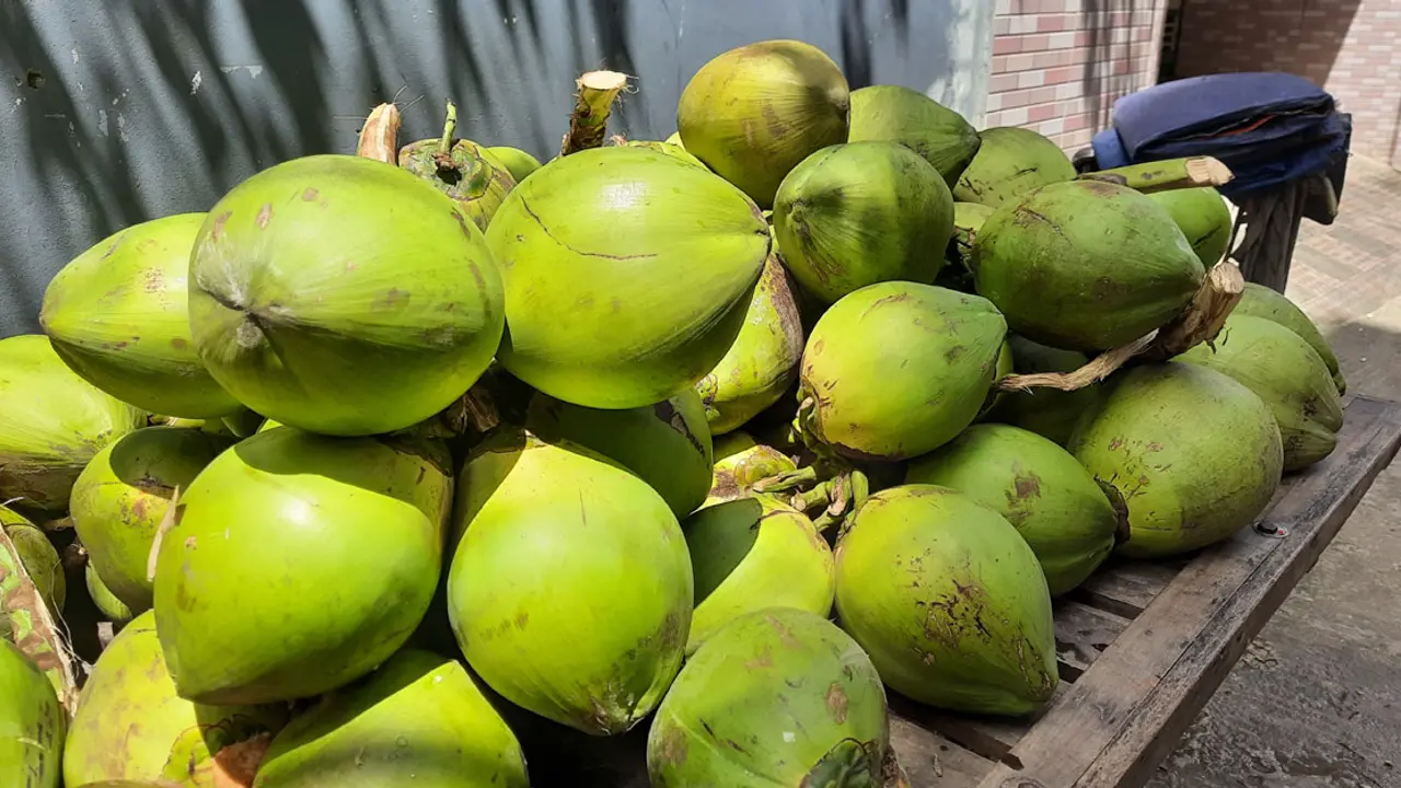 ডেঙ্গু করোনার ছড়াছড়ি, ডাবের সেঞ্চুরি