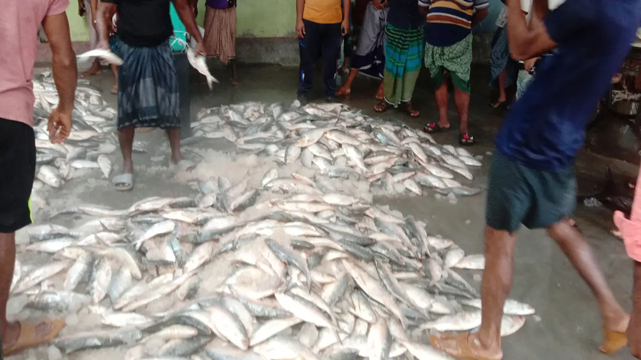 সাগরে ধরা পড়ছে ঝাঁকে ঝাঁকে রুপালি ইলিশ