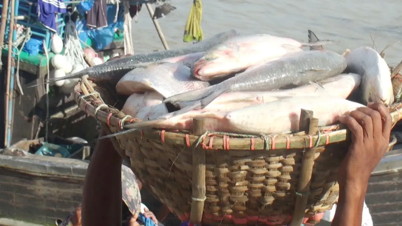 ধরা পড়ছে বড় বড় রুপালি ইলিশ