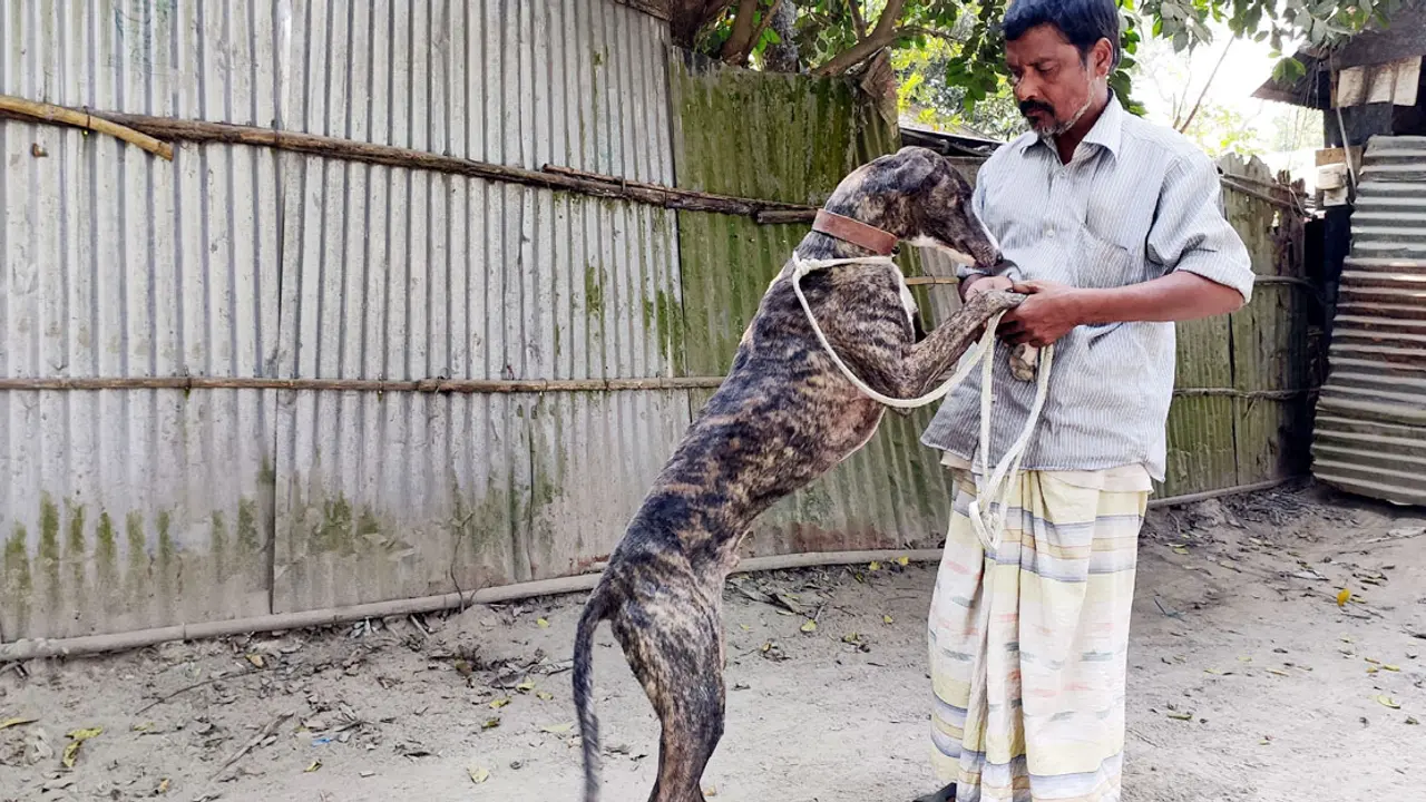বিলুপ্তের পথে ঐতিহ্যের গ্রে হাউন্ড কুকুর