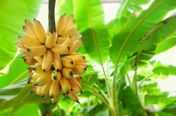 Dhaka Post