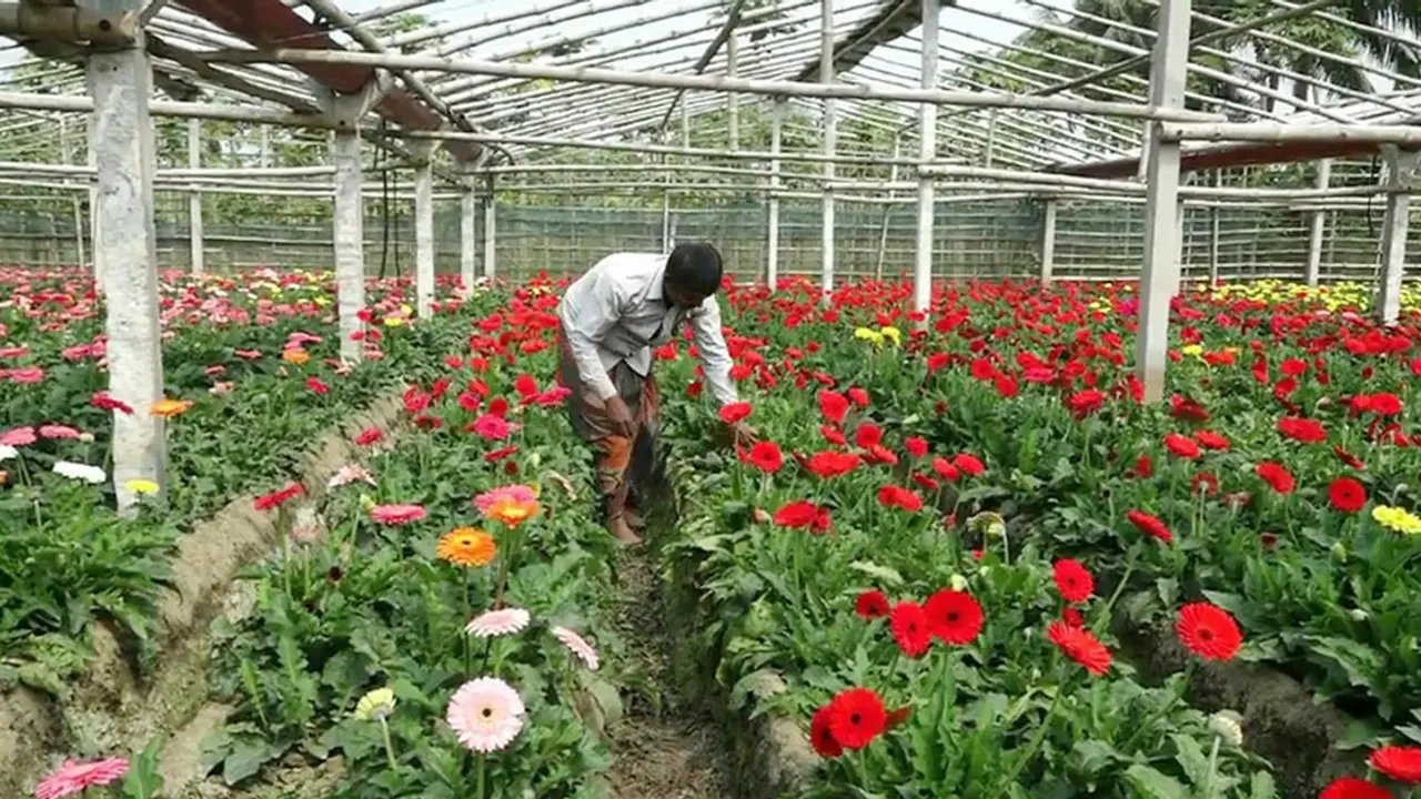 ফুলের রাজধানীর ফুলচাষিরা মহাব্যস্ত