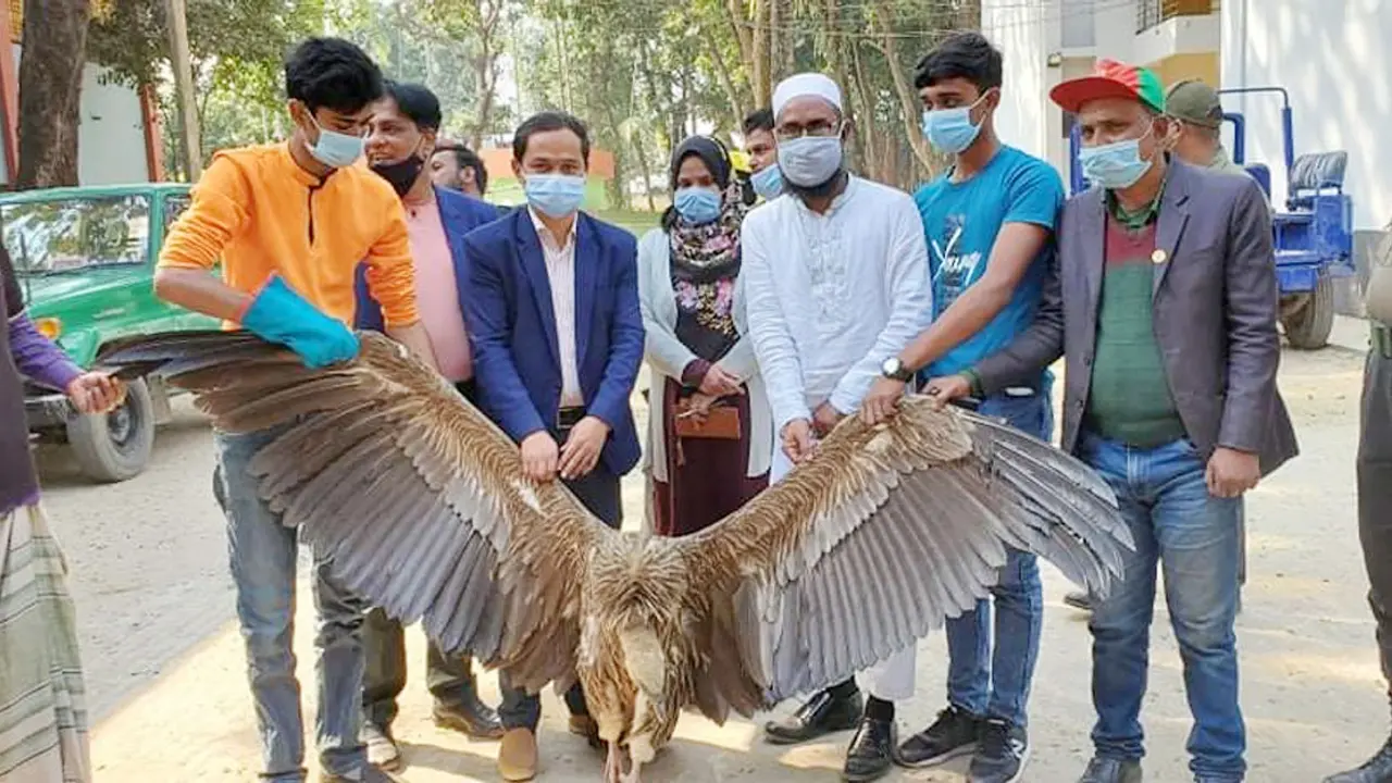 ৬০ বছর বয়সী শকুনটি কংস নদের পাড়ে পড়ে ছিল