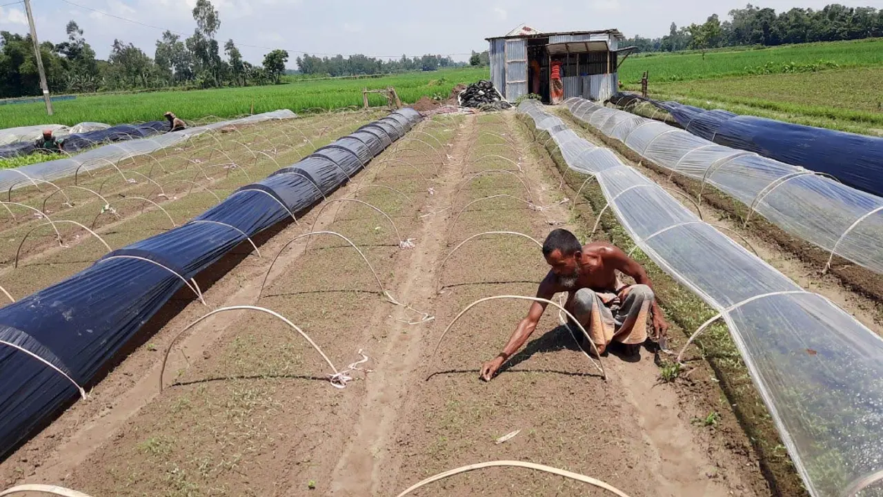 নিরাপদ সবজির বীজতলা তৈরি-বপনের কৌশল