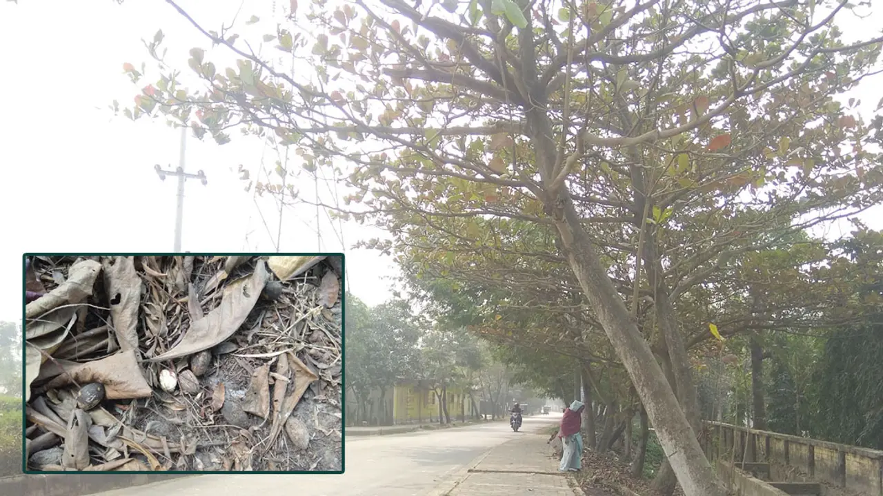 ফুটপাতে নষ্ট হচ্ছে কাঠবাদাম