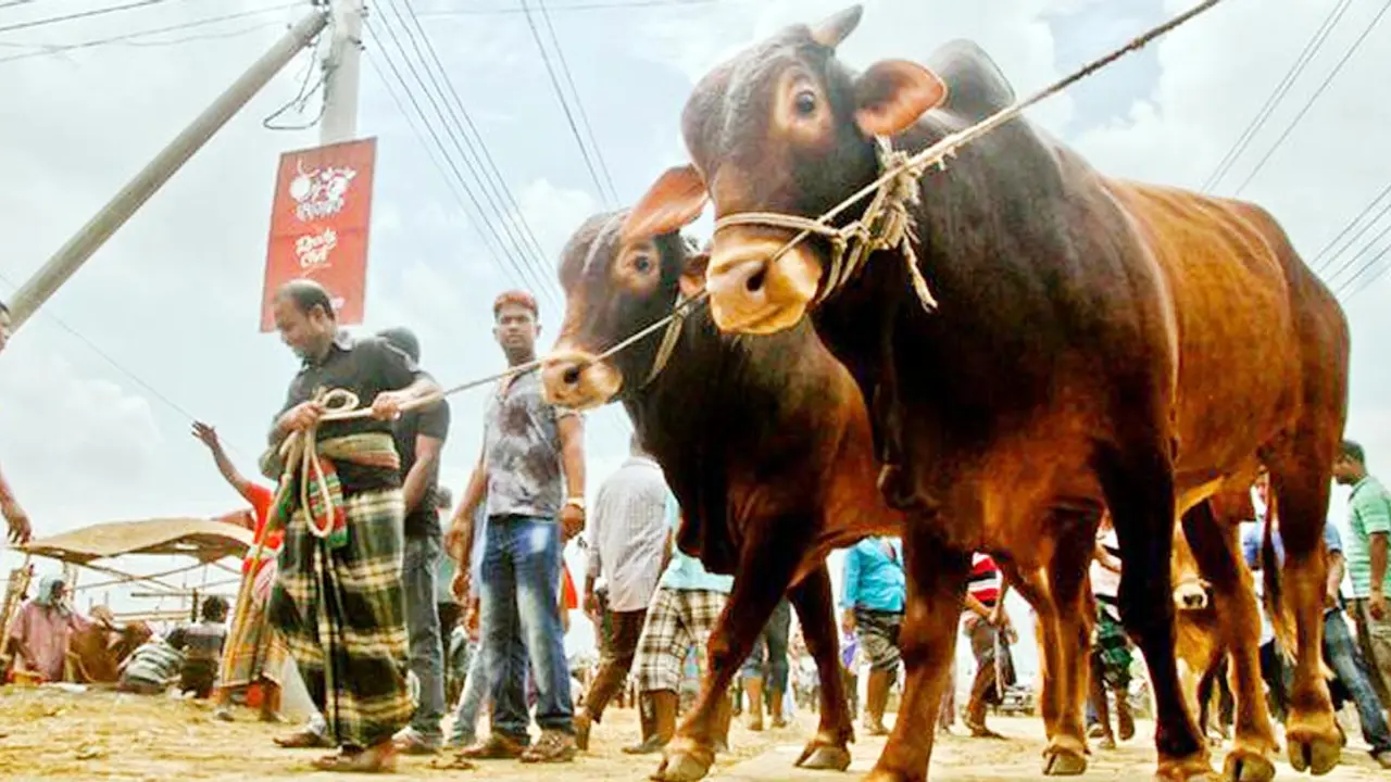 কোরবানি পশুর উচ্ছিষ্টাংশ পরিবেশসম্মতভাবে অপসারণে আহ্বান
