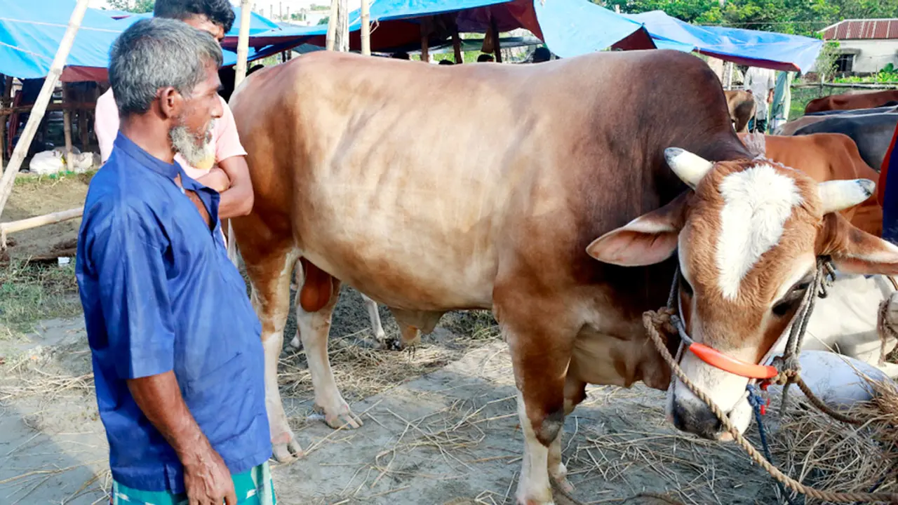 মৃত ব্যক্তির নামে কোরবানি দেওয়া যাবে কি?