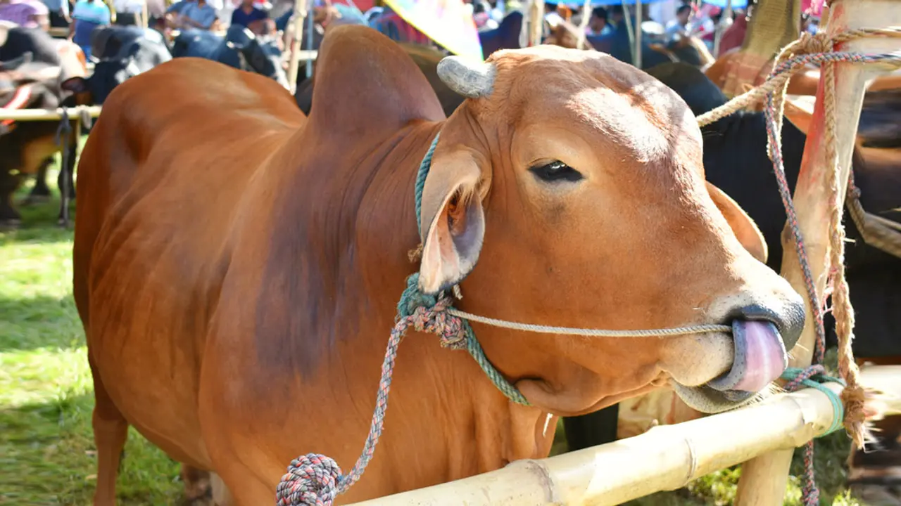 কোরবানি কয় দিন করতে পারবেন?