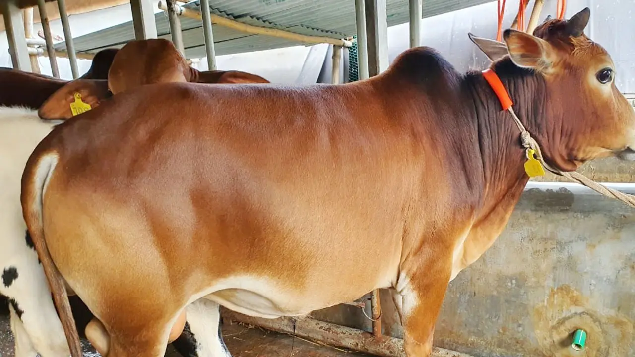 ভাগে কোরবানি দেওয়া যাবে কি?