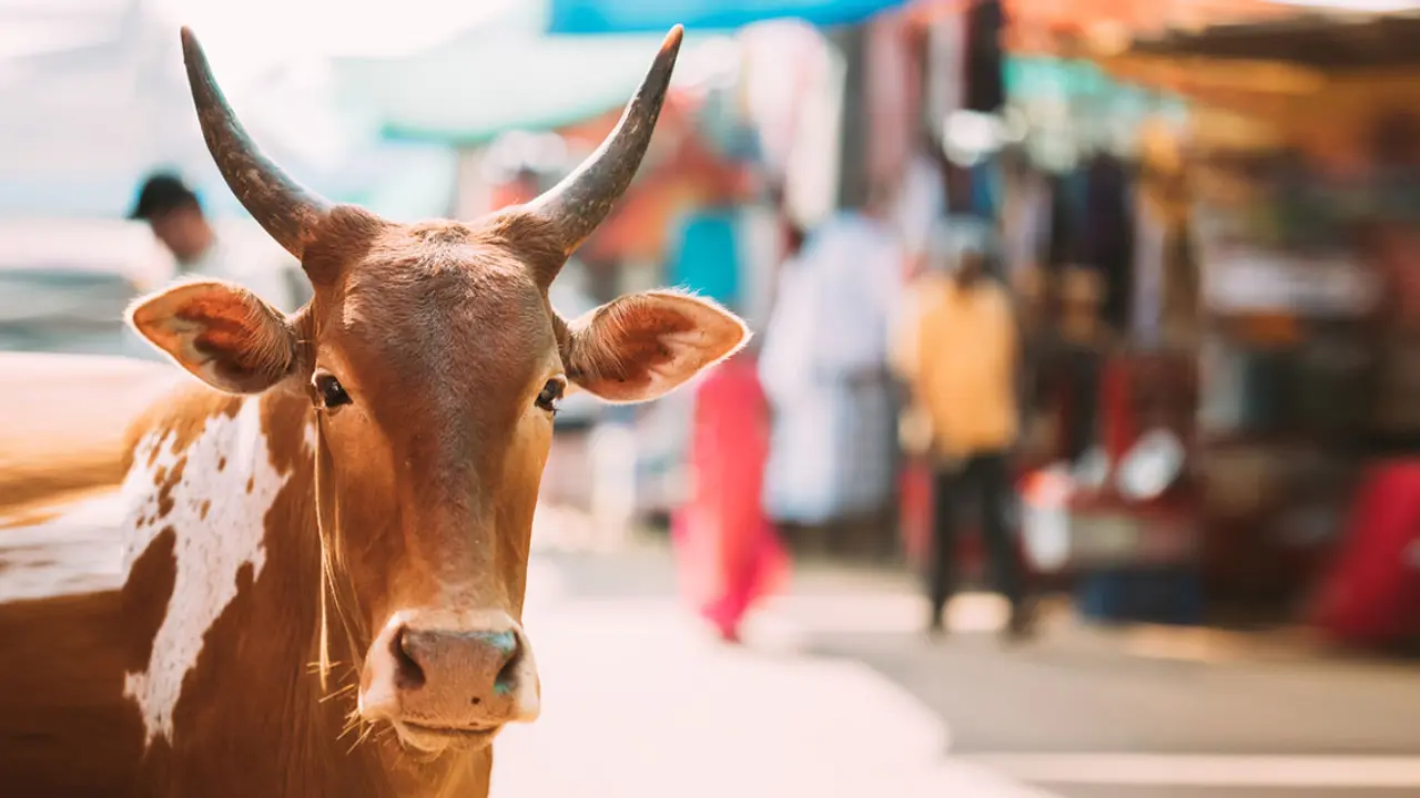 কোরবানি সম্পর্কে ৫ হাদিস