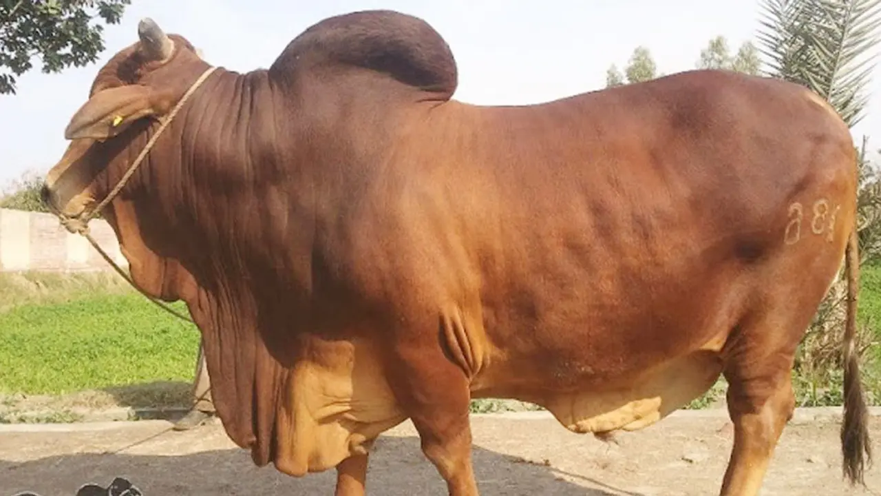 কোরবানির পশু জবাইয়ের নিয়ম