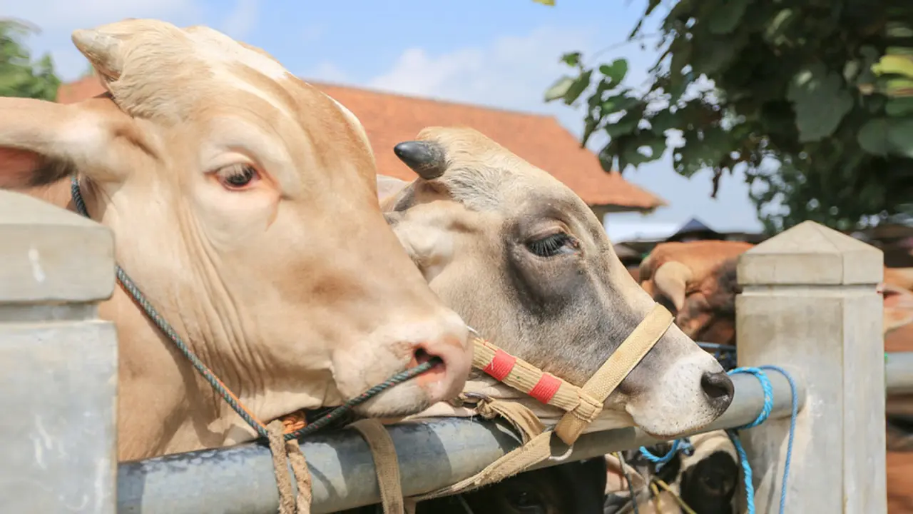 কোরবানির পশুর মাংস বিক্রি করা জায়েজ কি?