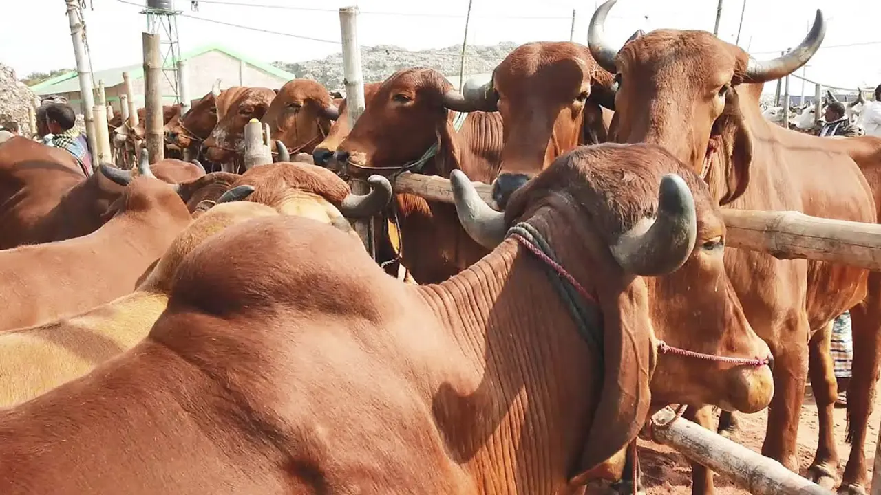 ভারতীয় গরু নিয়ে শঙ্কা, বিজিবি বলছে ‘আটক হচ্ছে’ 