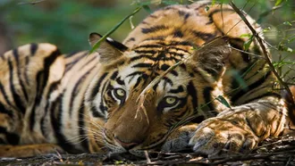 No progress to increase tiger population