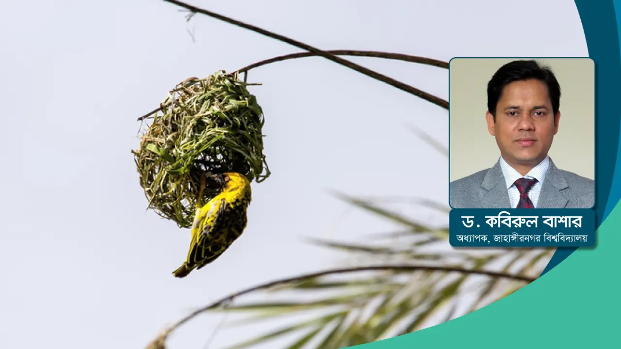 বাবুই পাখি কি সত্যিই ফসলের ক্ষতি করে?