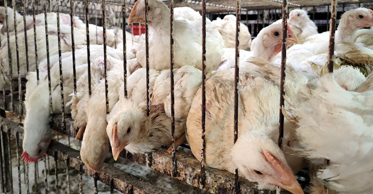 chiken-1