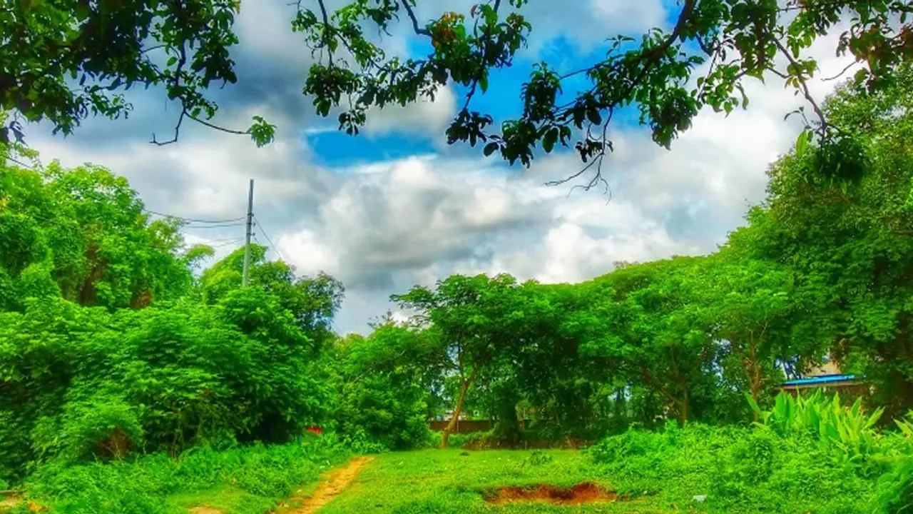 বনাঞ্চল ২৪ শতাংশ করার চ্যালেঞ্জ অধিদফতরের
