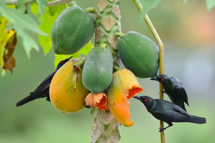 Dhaka Post