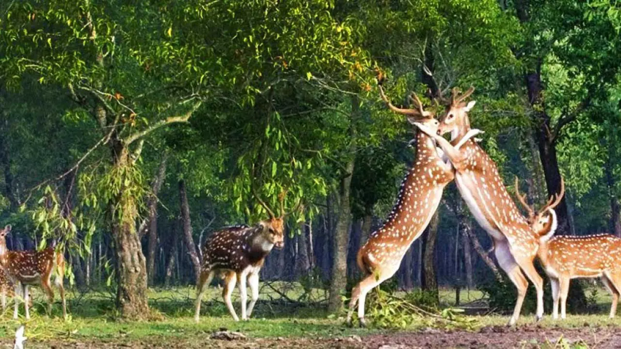 সুন্দরবনের সব পর্যটন এলাকা বন্ধ ঘোষণা