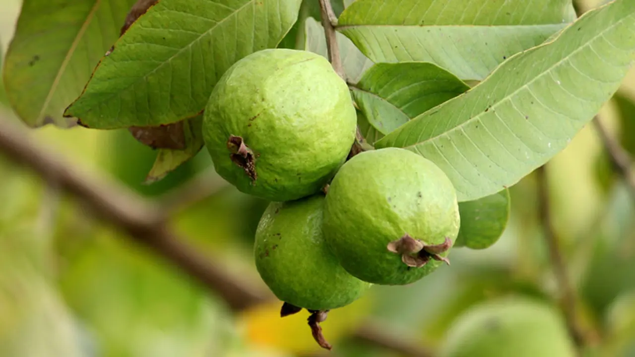 পেয়ারা খেলে যেসব উপকার মিলবে