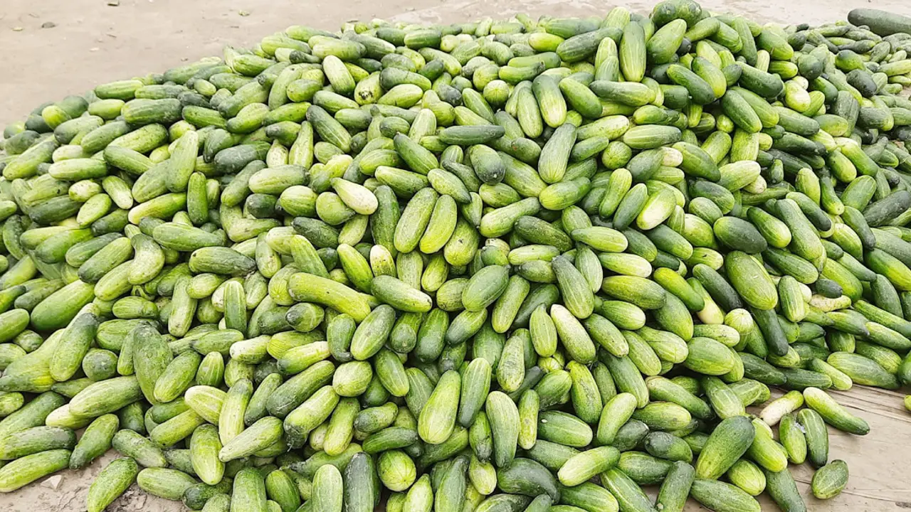 শসা চাষে দ্বিগুণ লাভ, আগ্রহ বাড়ছে কৃষকদের