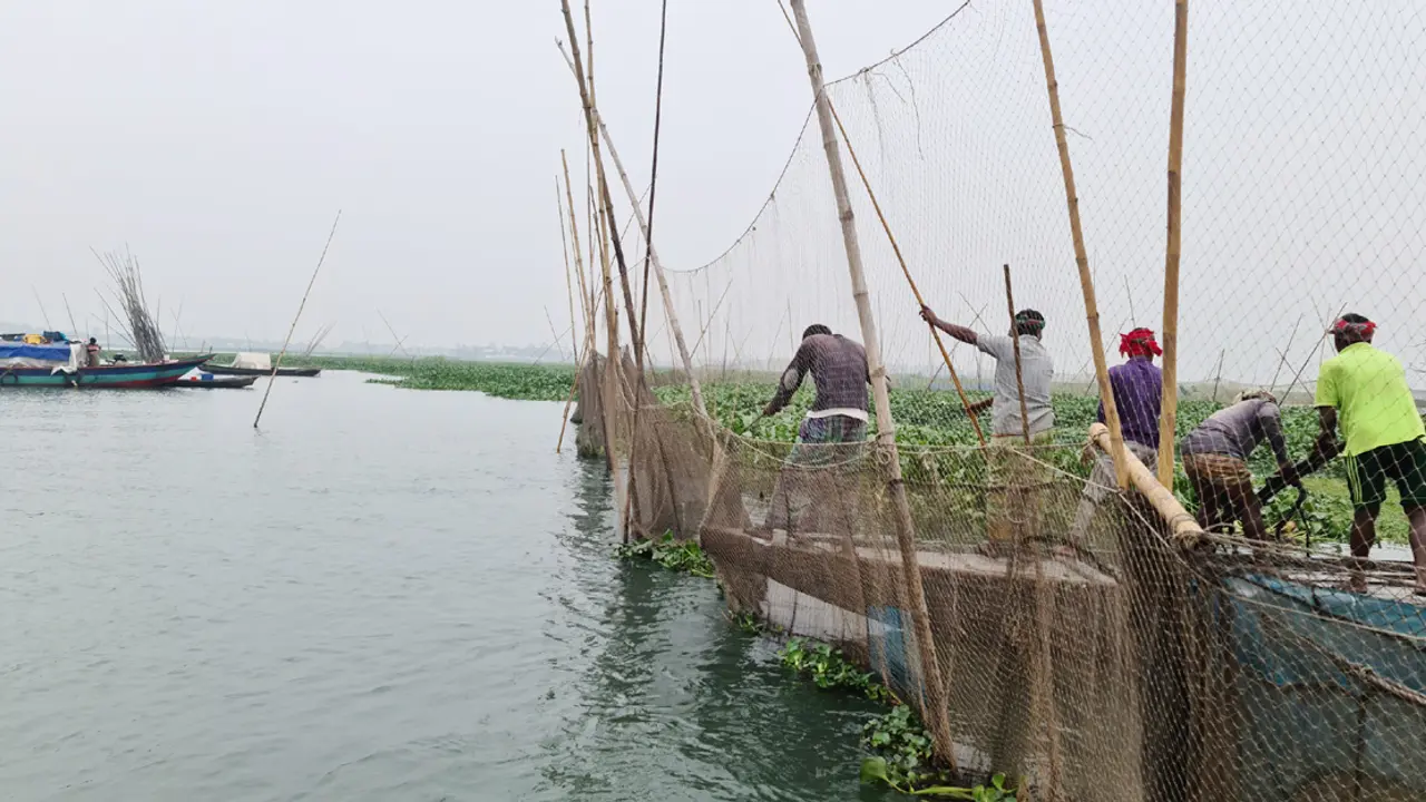 যেভাবে ধ্বংস করা হচ্ছে মেঘনার মাছ