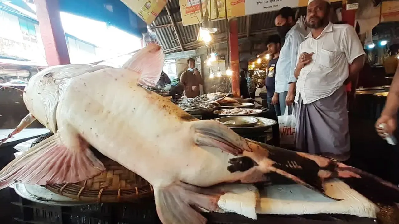 এক বাঘাইড়ের দাম লাখ টাকা