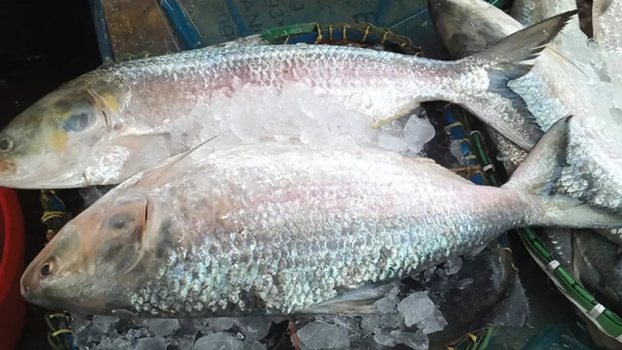 পদ্মা নয়, মেঘনার ইলিশ সেরা