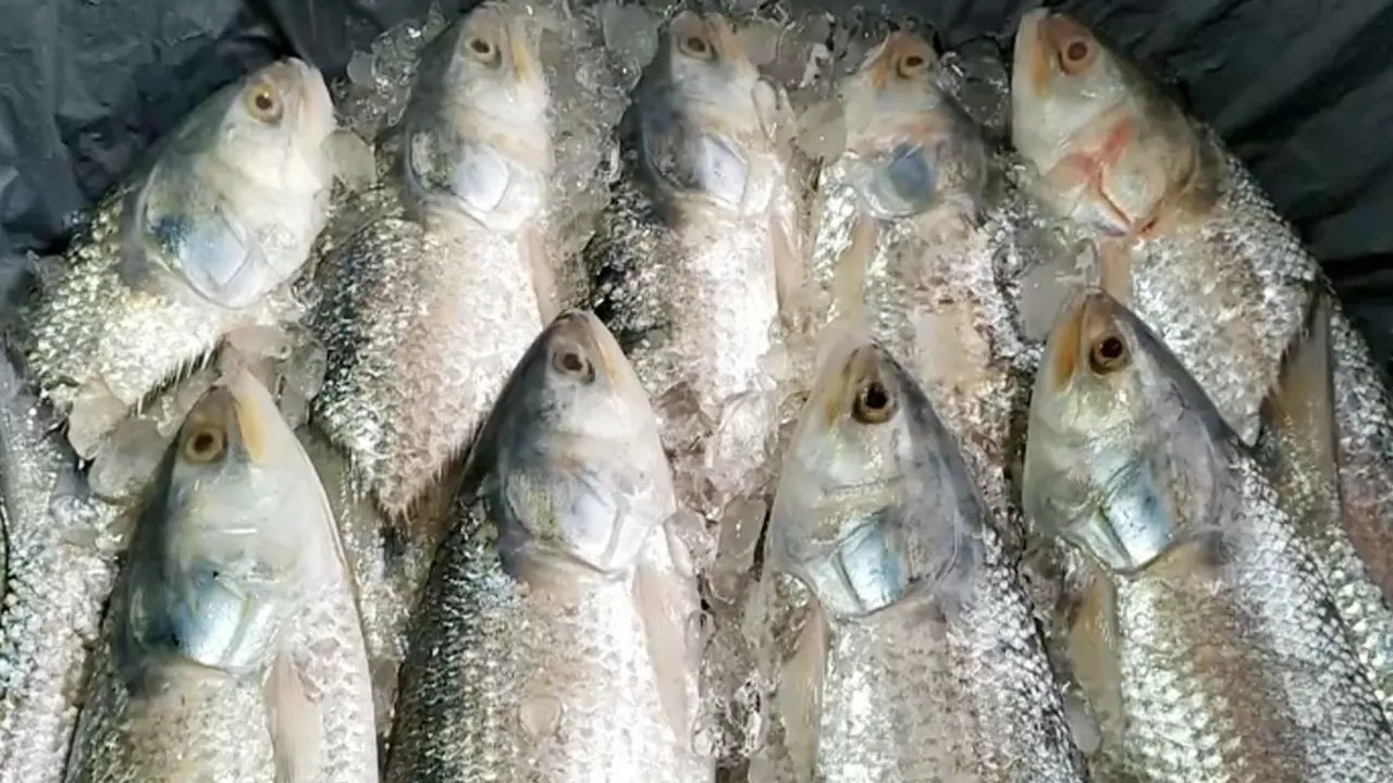 পদ্মা-মেঘনার ইলিশ চিনবেন যেভাবে