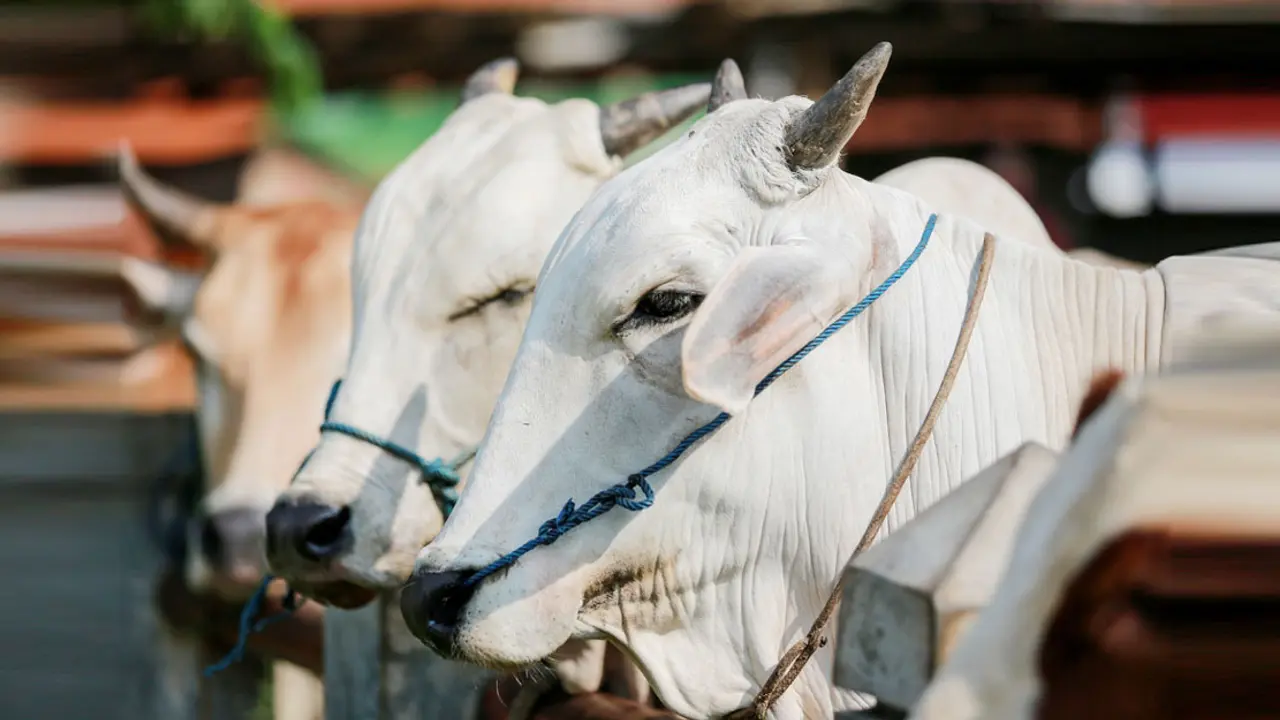কোরবানির টাকা দান করা যাবে কি?