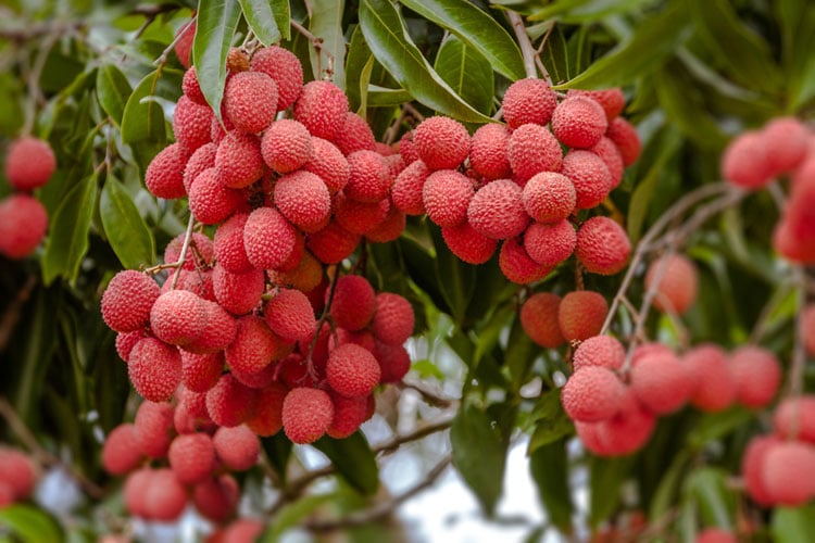 Dhaka Post