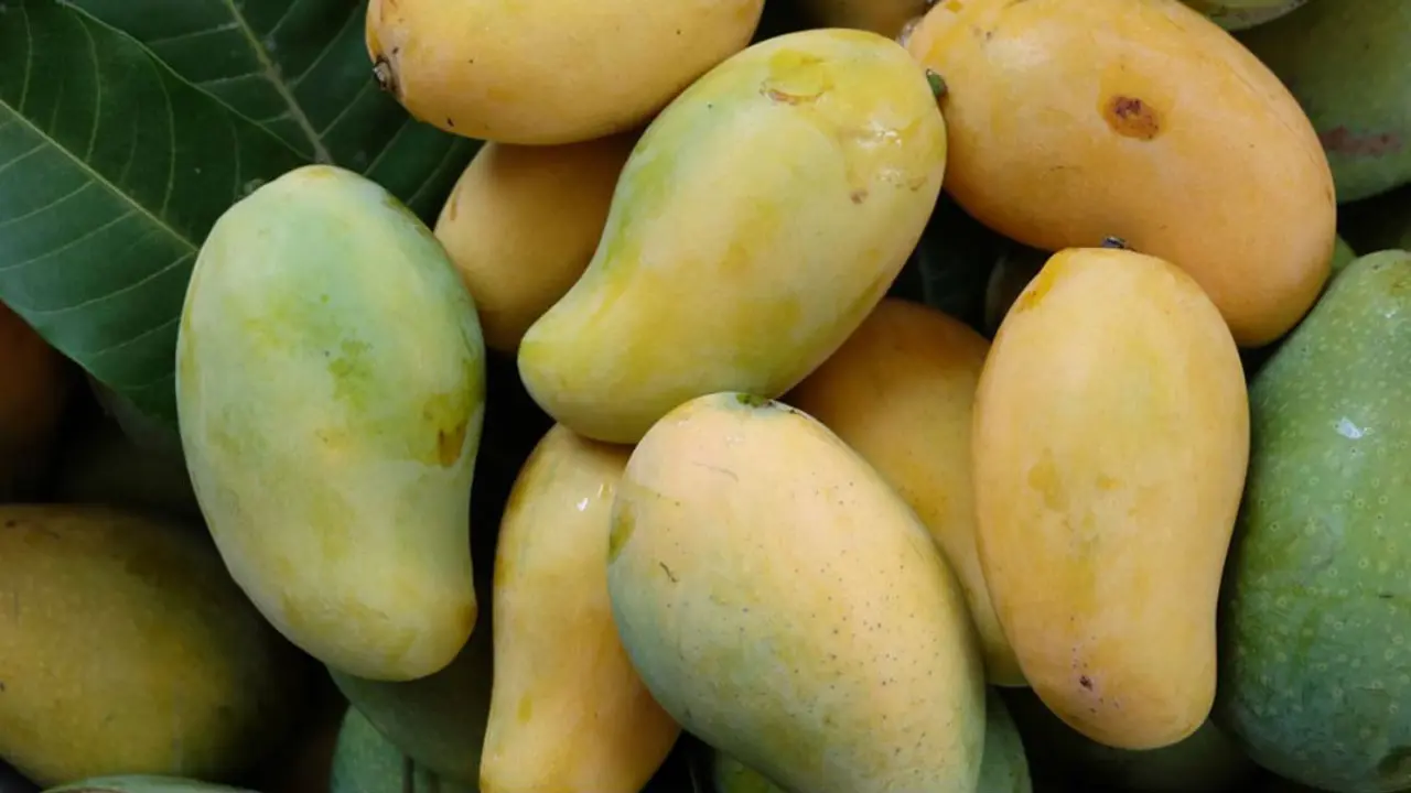 আম খাওয়ার পর যে ৫ খাবার খাবেন না