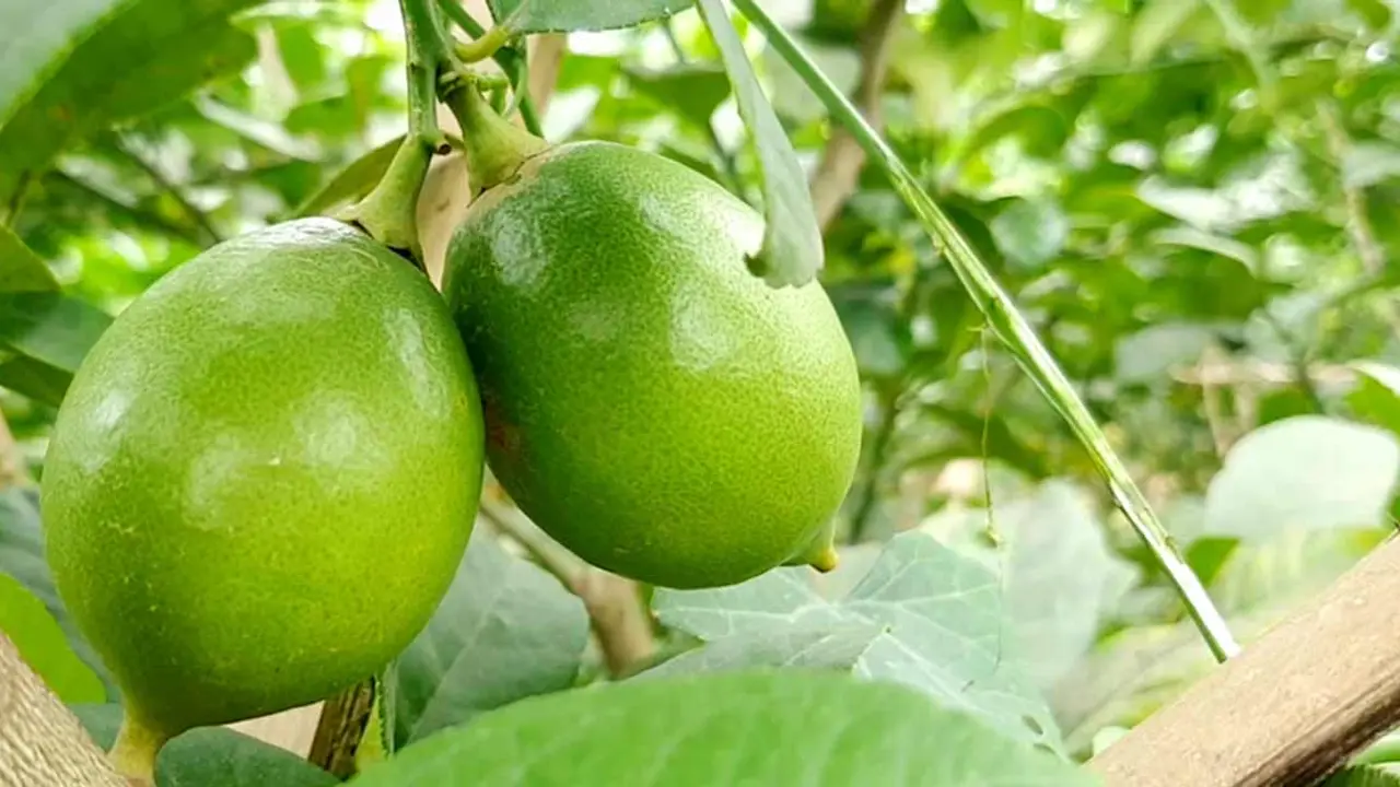 বীজহীন লেবু চাষে সফল বিজ্ঞানীরা