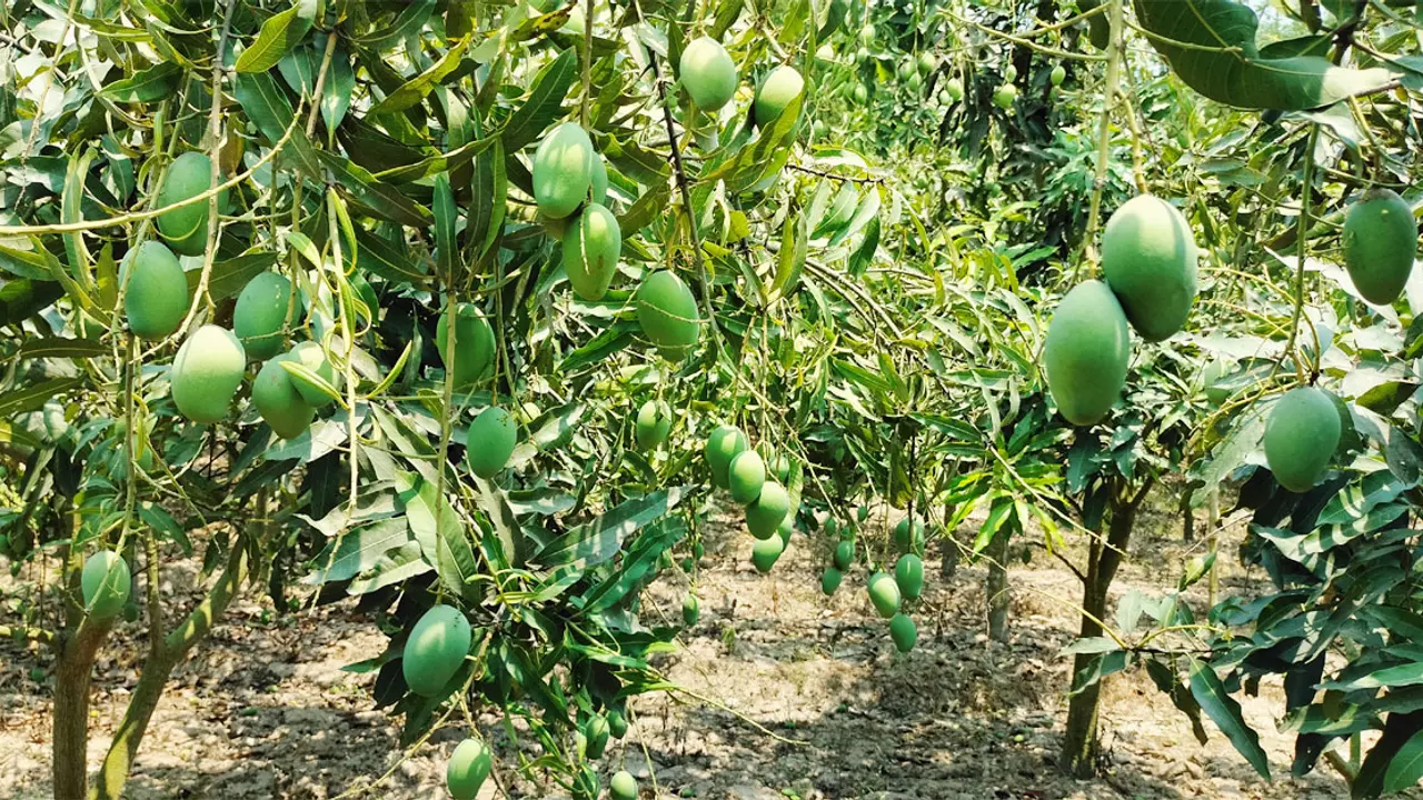 আম উৎপাদনে দেশসেরা নওগাঁ