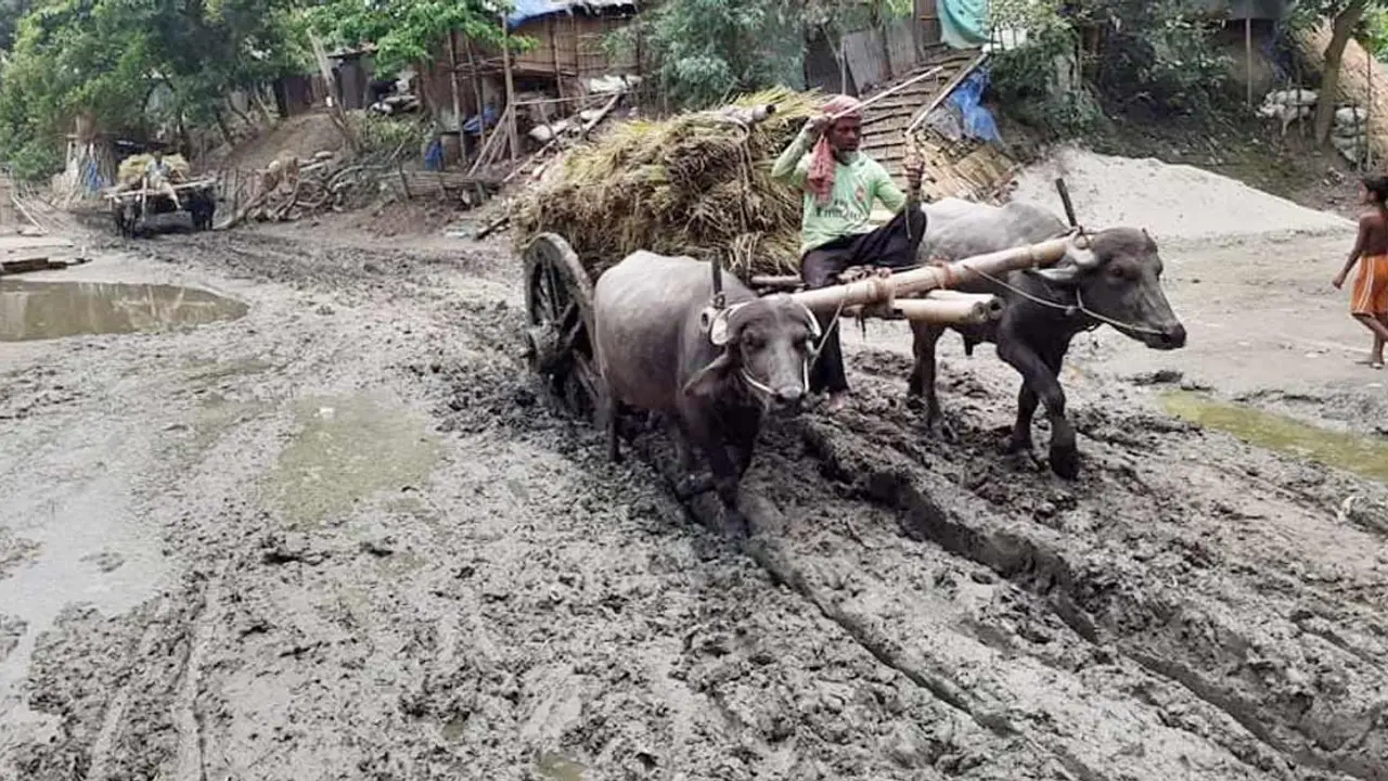 ঘোড়া-মহিষের গাড়িই যখন ভরসা