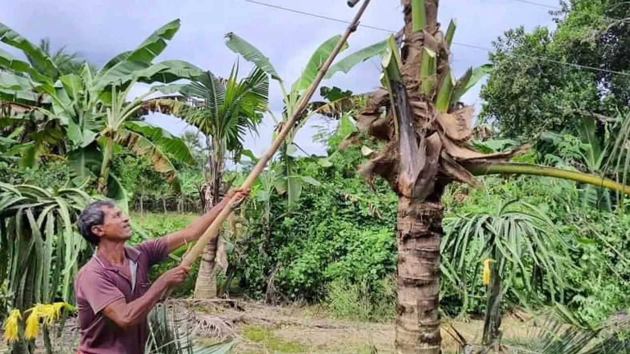 খাটো জাতের নারিকেলের চারা কিনে ঠকছেন কৃষকরা!
