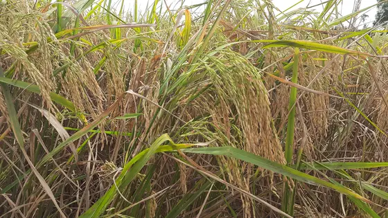 বন্যাজয়ী বিনা ধান-১১ লাভবান করছে কৃষকদের