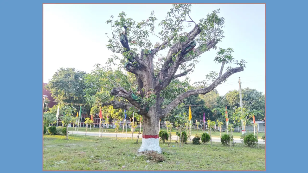 এক গাছে ফলবে ২০০ জাতের আম