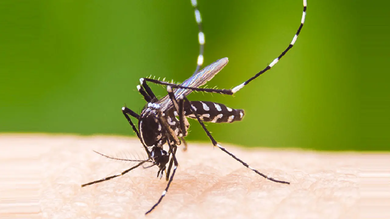 ২৪ ঘণ্টায় ডেঙ্গু রোগী কমল অর্ধেক