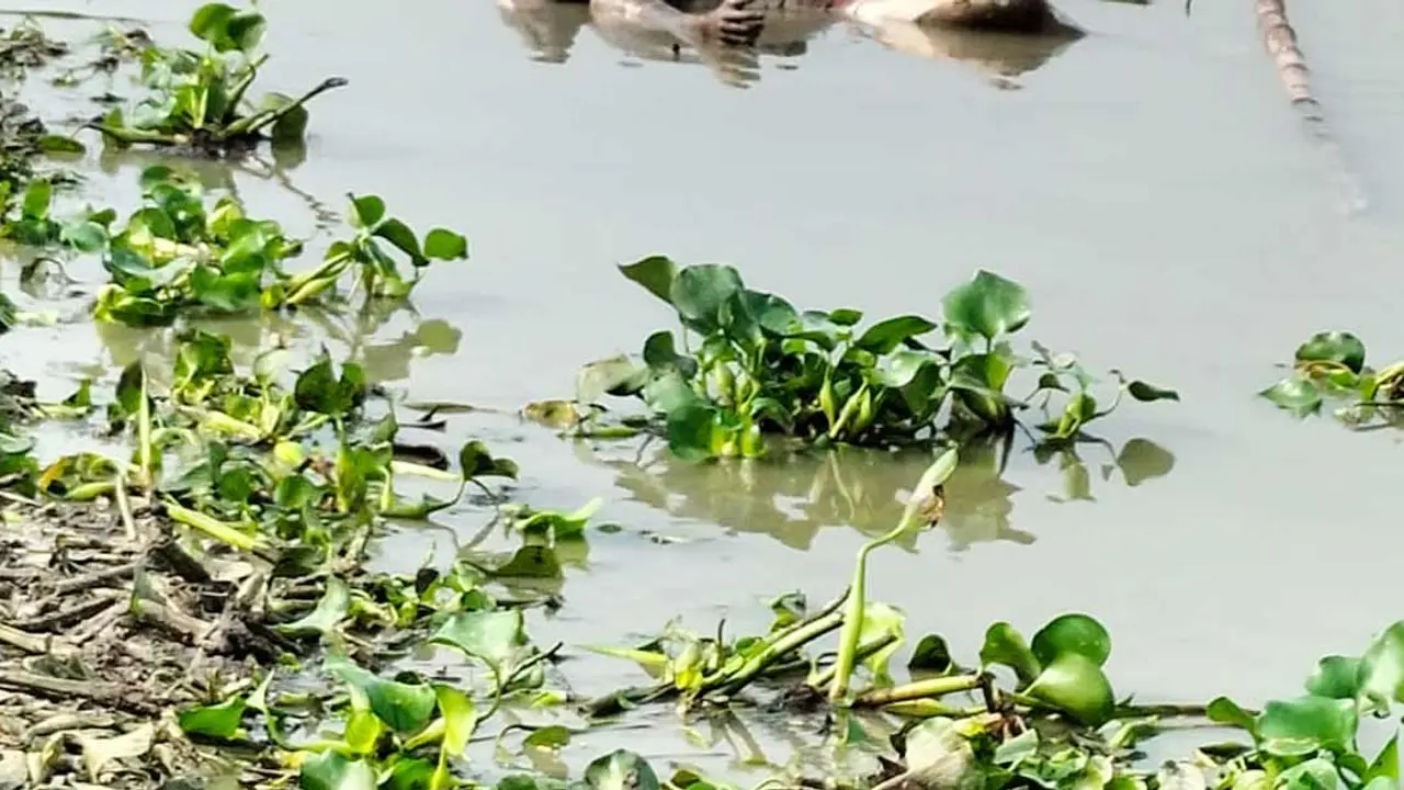 কচুরিপানার স্তূপে মিলল শ্রমিকের লাশ, পালালেন ৩ যুবক
