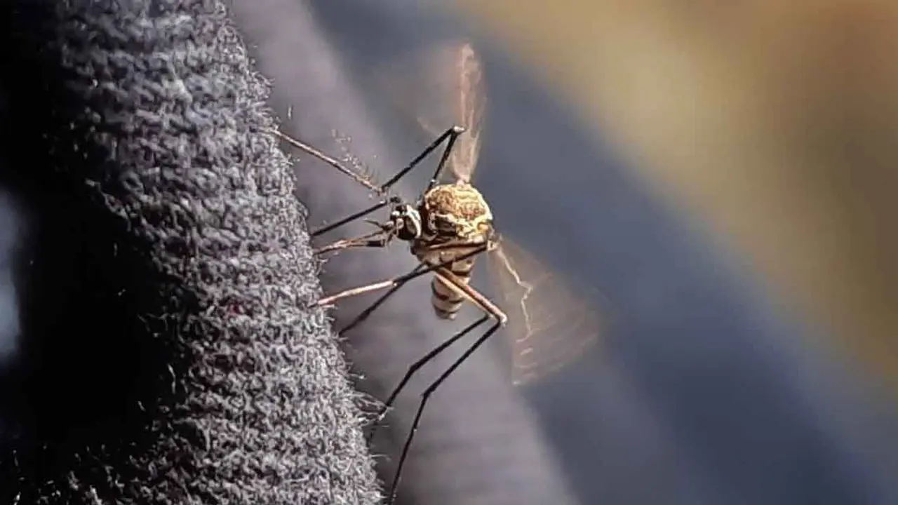 ডেঙ্গু আক্রান্ত হয়ে ৩ রোগী হাসপাতালে