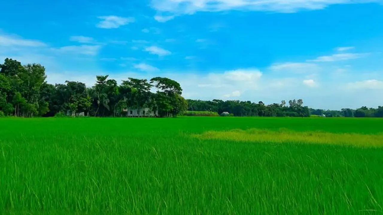 খাদ্যের চাপ সামলাতে কৃষিজমি রক্ষায় মহাপরিকল্পনা