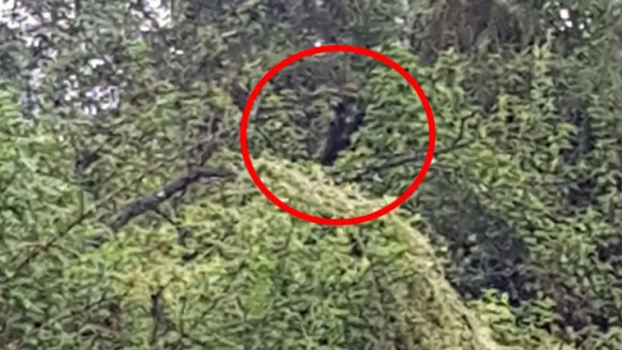 অস্ট্রেলিয়ার জঙ্গলে দেখা মিলল বিচিত্র প্রাণী ‘ডগম্যান’!