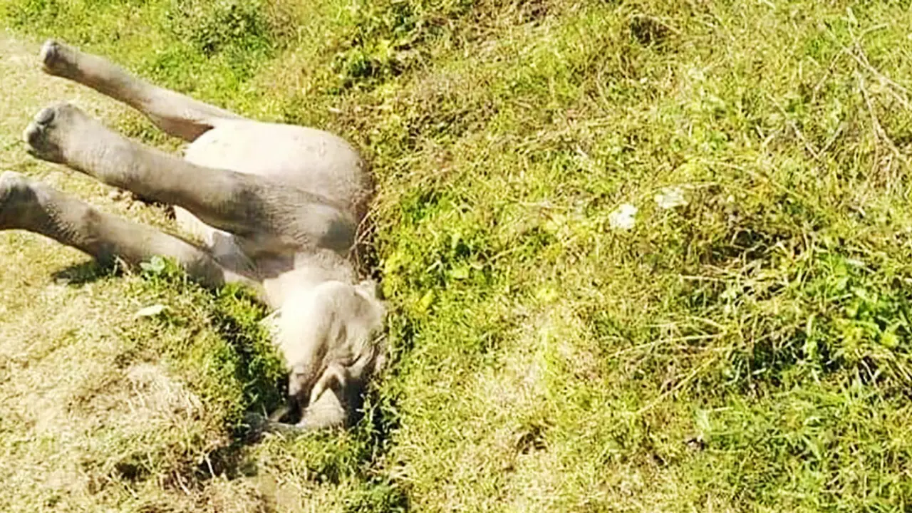 কক্সবাজারে ড্রেনে পড়ে আছে হাতির মরদেহ