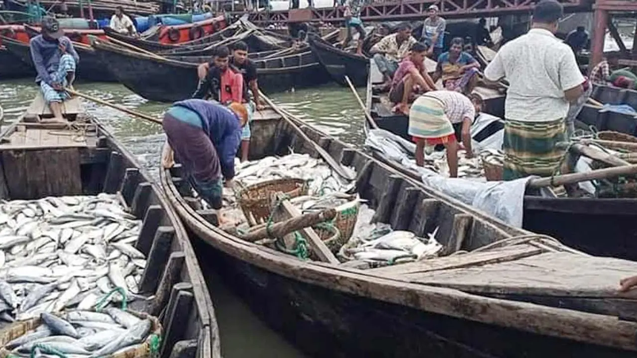 সাগরে ধরা পড়ছে ঝাঁকে ঝাঁকে ইলিশ