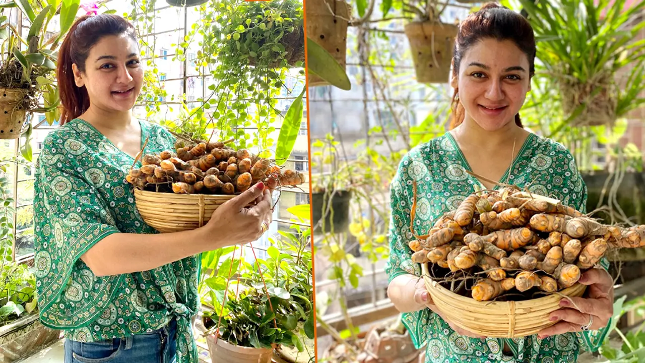কাঁচা হলুদে ভরে গেছে জয়ার বাগান