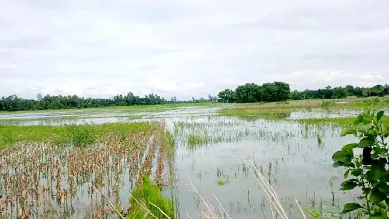 বন্যায় মানিকগঞ্জে ৩০ হাজার আমন চাষি ক্ষতিগ্রস্ত