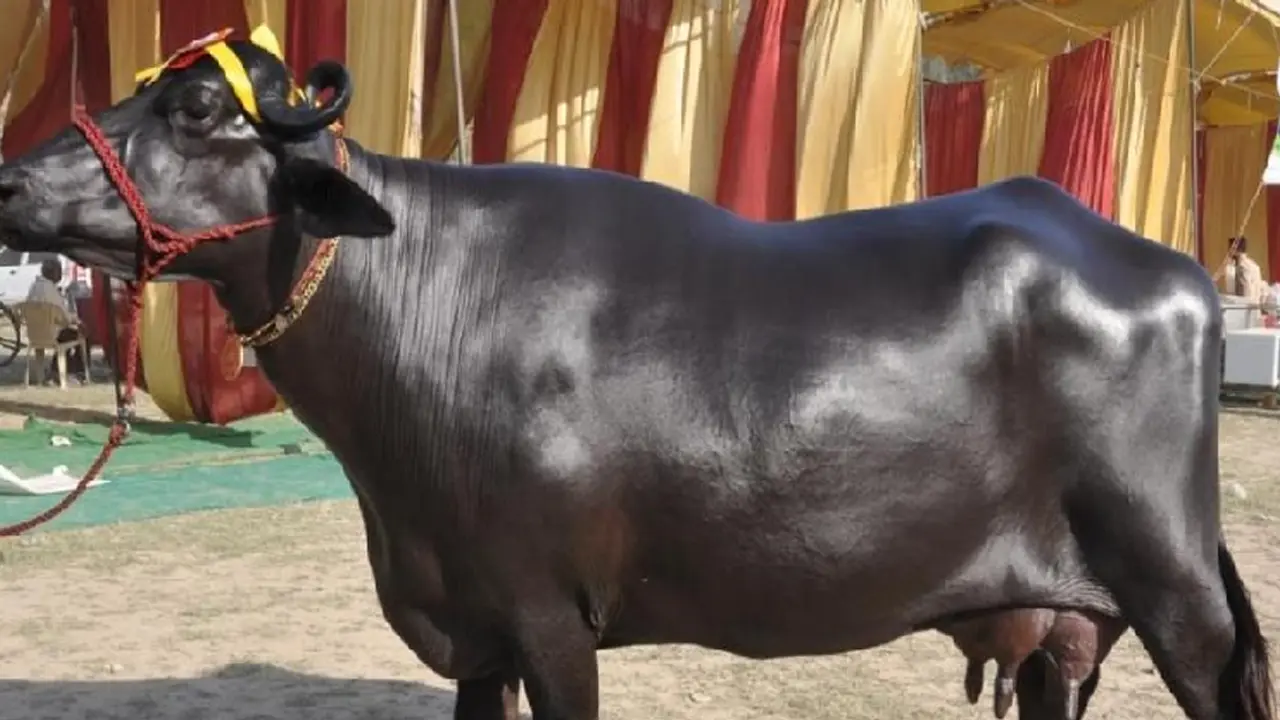 পুলিশের কাছে অভিযোগ দেওয়ার পর দিনই দুধ দিল মহিষ!